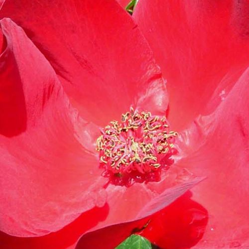 Rosa Robusta® - rosa de fragancia discreta - Árbol de Rosas Miniatura - rosal de pie alto - rojo - Reimer Kordes- forma de corona tupida - Rosal de árbol con flores pequeñas que florecen abundantemente.